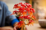 Bonsai di acero rosso giapponese - 10348 D - Di Maio Giocattoli