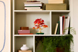 Bonsai di acero rosso giapponese - 10348 D - Di Maio Giocattoli