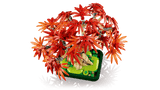 Bonsai di acero rosso giapponese - 10348 D - Di Maio Giocattoli